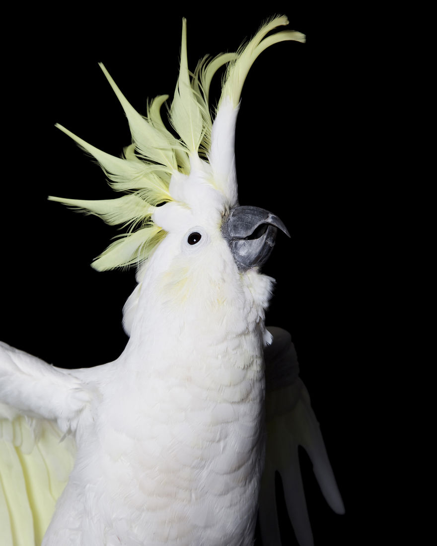 Rescued Birds Show Their Quirky And Colorful Beauty In Alex Cearns' Photos Rescued Birds Show Their Quirky And Colorful Beauty In Alex Cearns' Photos