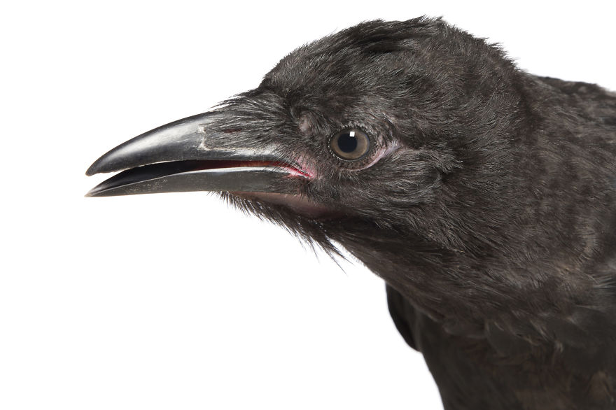 Rescued Birds Show Their Quirky And Colorful Beauty In Alex Cearns' Photos