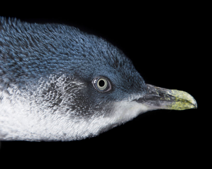 Rescued Birds Show Their Quirky And Colorful Beauty In Alex Cearns' Photos