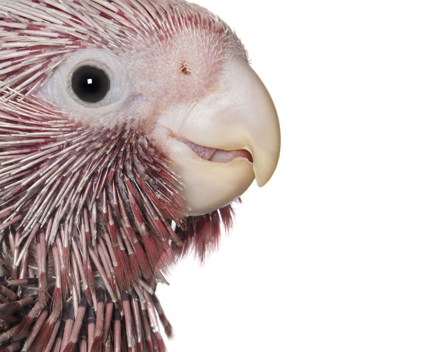 Rescued Birds Show Their Quirky And Colorful Beauty In Alex Cearns' Photos Rescued Birds Show Their Quirky And Colorful Beauty In Alex Cearns' Photos