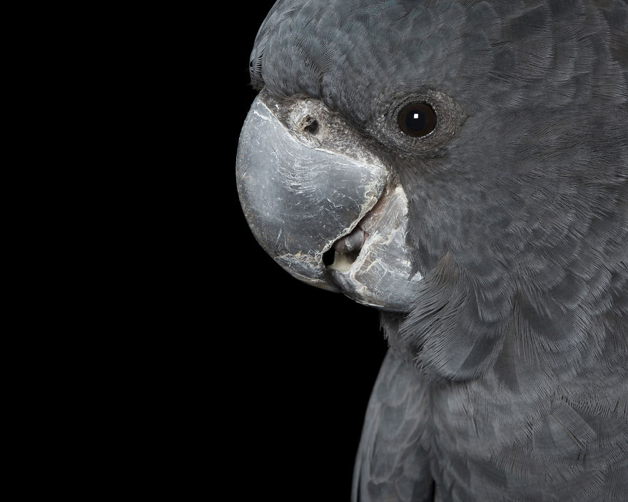 Rescued Birds Show Their Quirky And Colorful Beauty In Alex Cearns' Photos Rescued Birds Show Their Quirky And Colorful Beauty In Alex Cearns' Photos