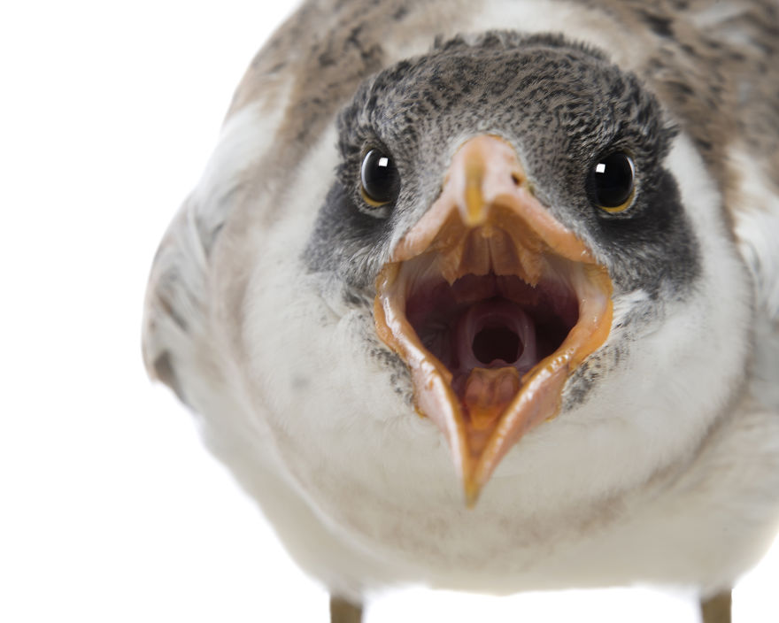 Rescued Birds Show Their Quirky And Colorful Beauty In Alex Cearns' Photos Rescued Birds Show Their Quirky And Colorful Beauty In Alex Cearns' Photos