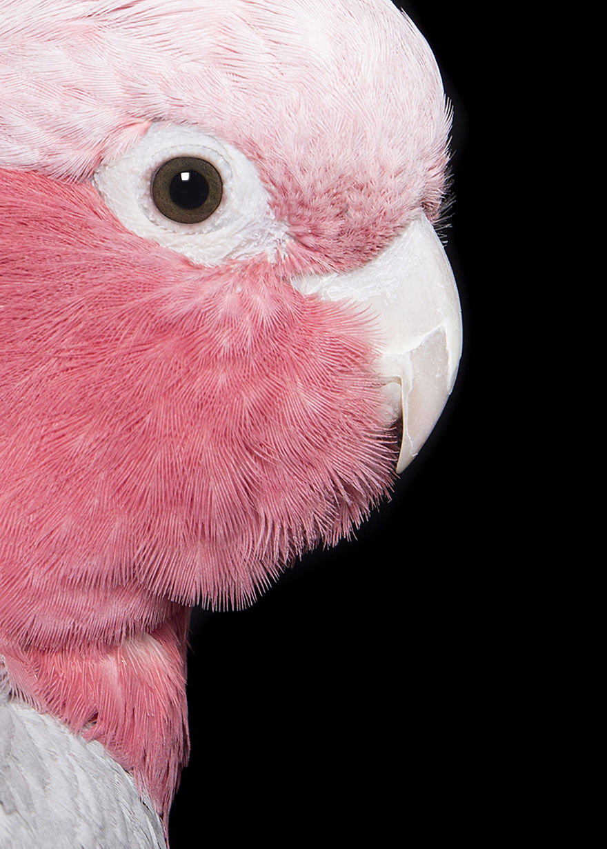 Rescued Birds Show Their Quirky And Colorful Beauty In Alex Cearns' Photos