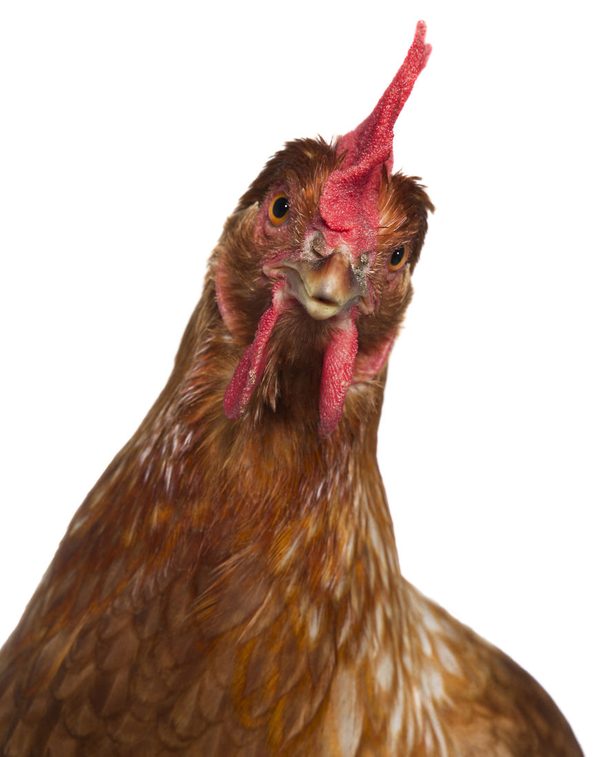 Rescued Birds Show Their Quirky And Colorful Beauty In Alex Cearns' Photos