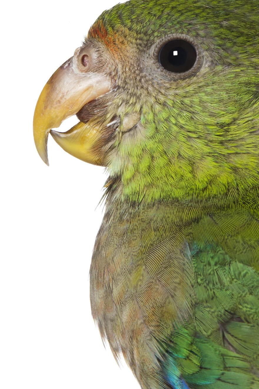 Rescued Birds Show Their Quirky And Colorful Beauty In Alex Cearns' Photos