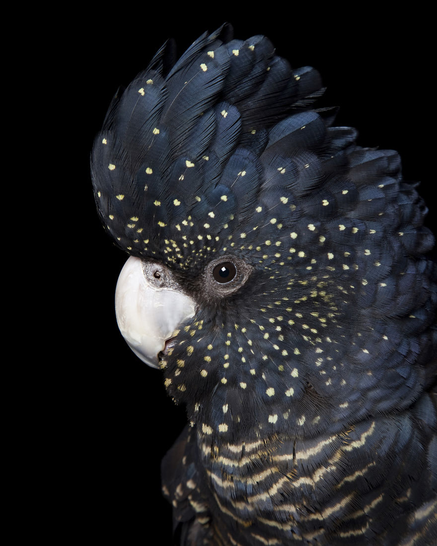 Rescued Birds Show Their Quirky And Colorful Beauty In Alex Cearns' Photos