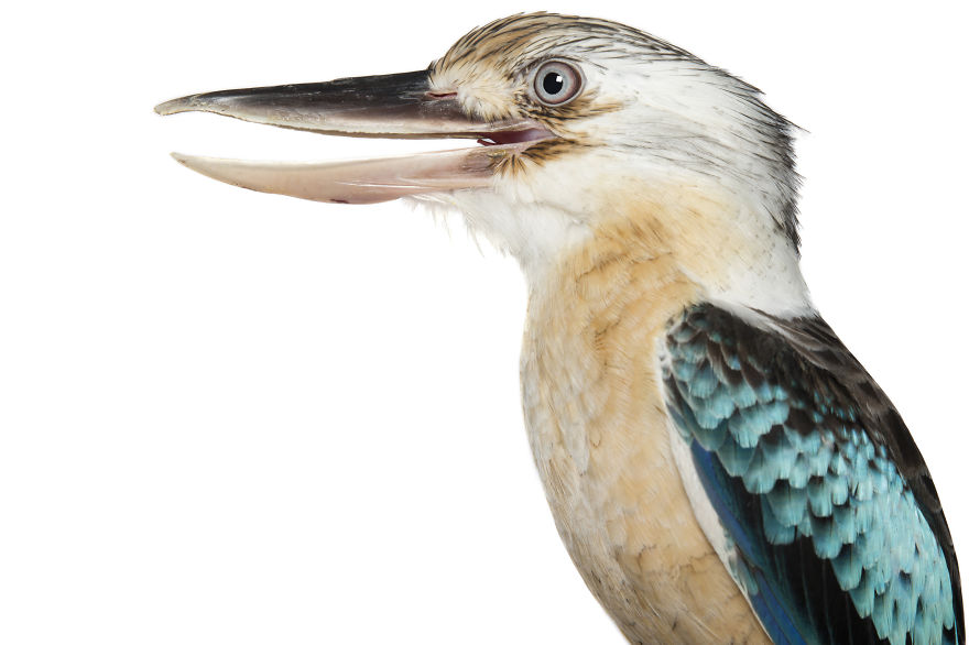 Rescued Birds Show Their Quirky And Colorful Beauty In Alex Cearns' Photos