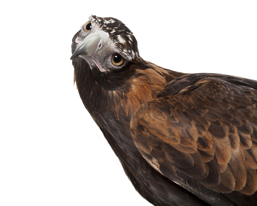 Rescued Birds Show Their Quirky And Colorful Beauty In Alex Cearns' Photos