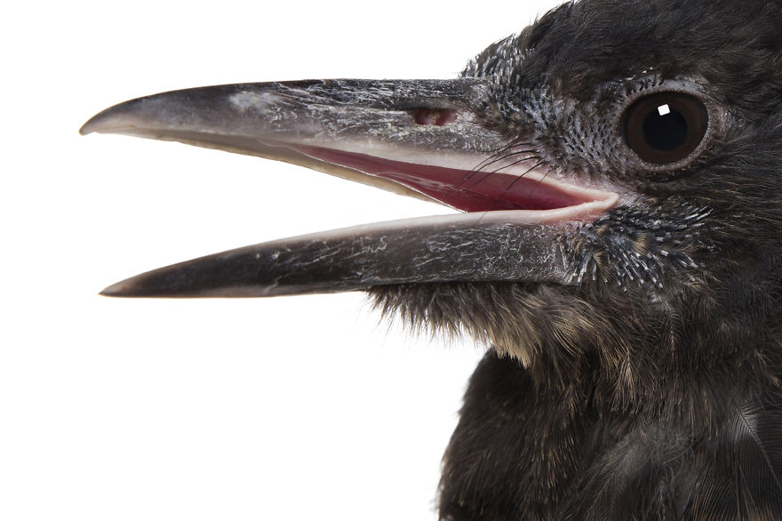 Rescued Birds Show Their Quirky And Colorful Beauty In Alex Cearns' Photos Rescued Birds Show Their Quirky And Colorful Beauty In Alex Cearns' Photos