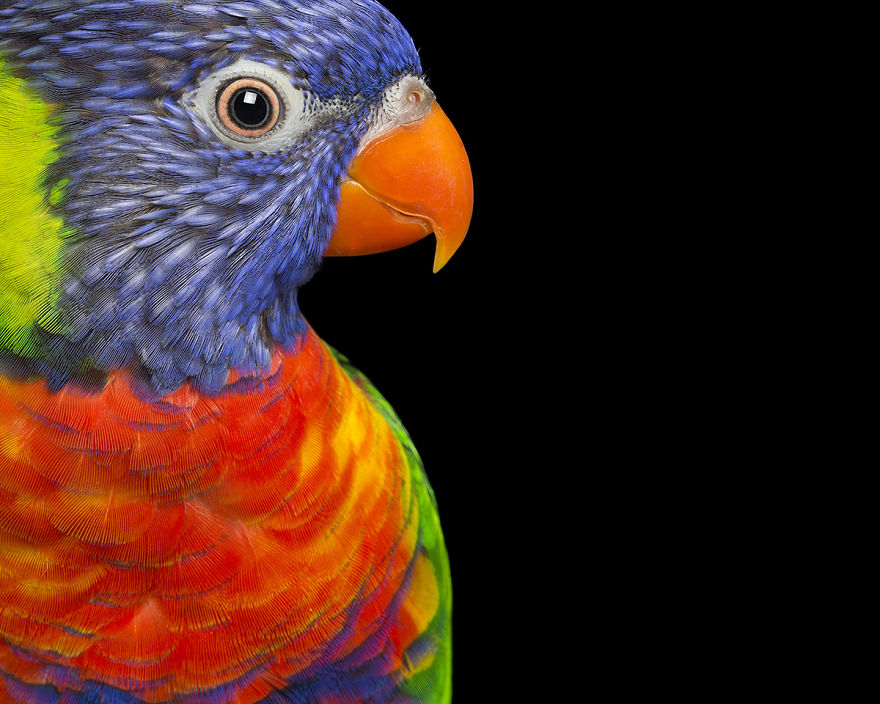 Rescued Birds Show Their Quirky And Colorful Beauty In Alex Cearns' Photos Rescued Birds Show Their Quirky And Colorful Beauty In Alex Cearns' Photos