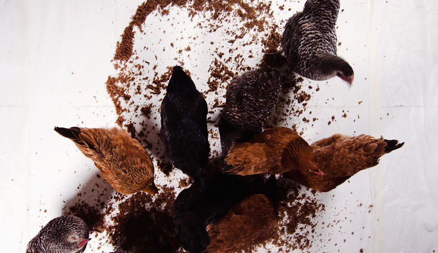 I Made A Putin's Portrait From Bread And Let Chickens Eat It I Made A Putin's Portrait From Bread And Let Chickens Eat It