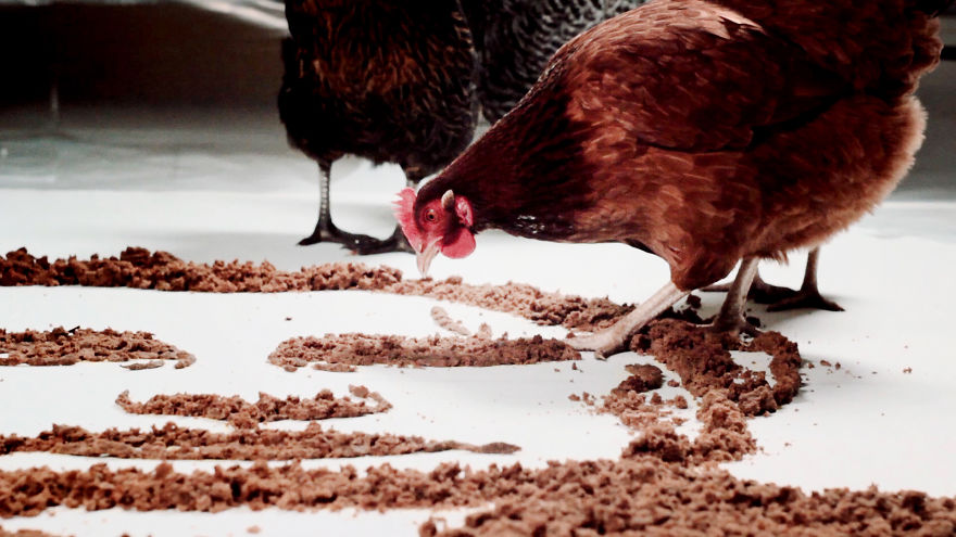 I Made A Putin's Portrait From Bread And Let Chickens Eat It