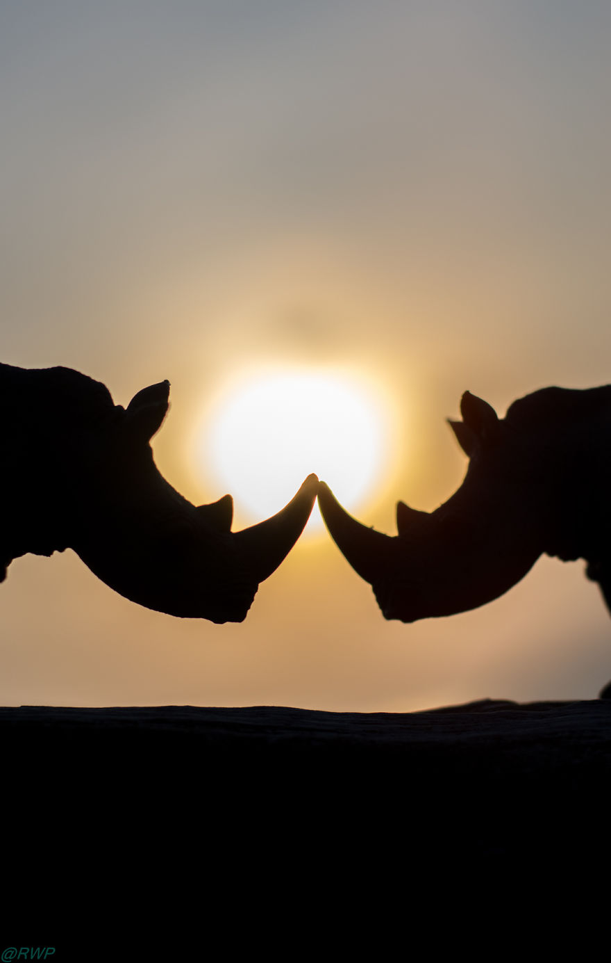 I Make Toy Animals Look Real To Help Prevent Their Extinction I Make Toy Animals Look Real To Help Prevent Their Extinction