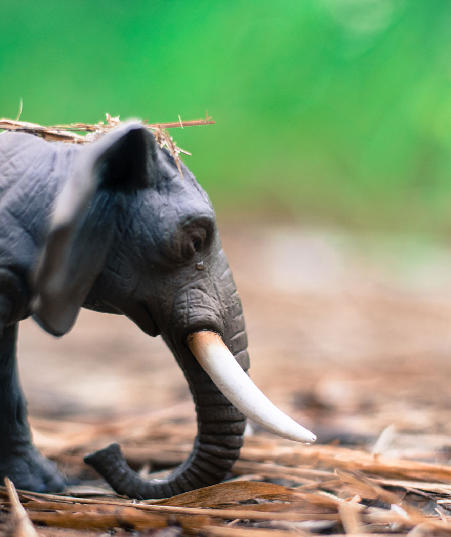 I Make Toy Animals Look Real To Help Prevent Their Extinction I Make Toy Animals Look Real To Help Prevent Their Extinction