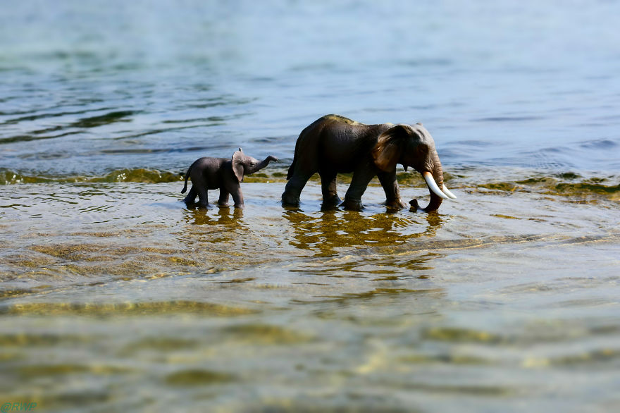 I Make Toy Animals Look Real To Help Prevent Their Extinction I Make Toy Animals Look Real To Help Prevent Their Extinction