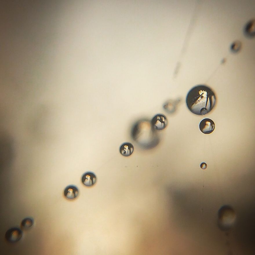 I Photograph Dewdrops That Look Like Miniature Multiverses