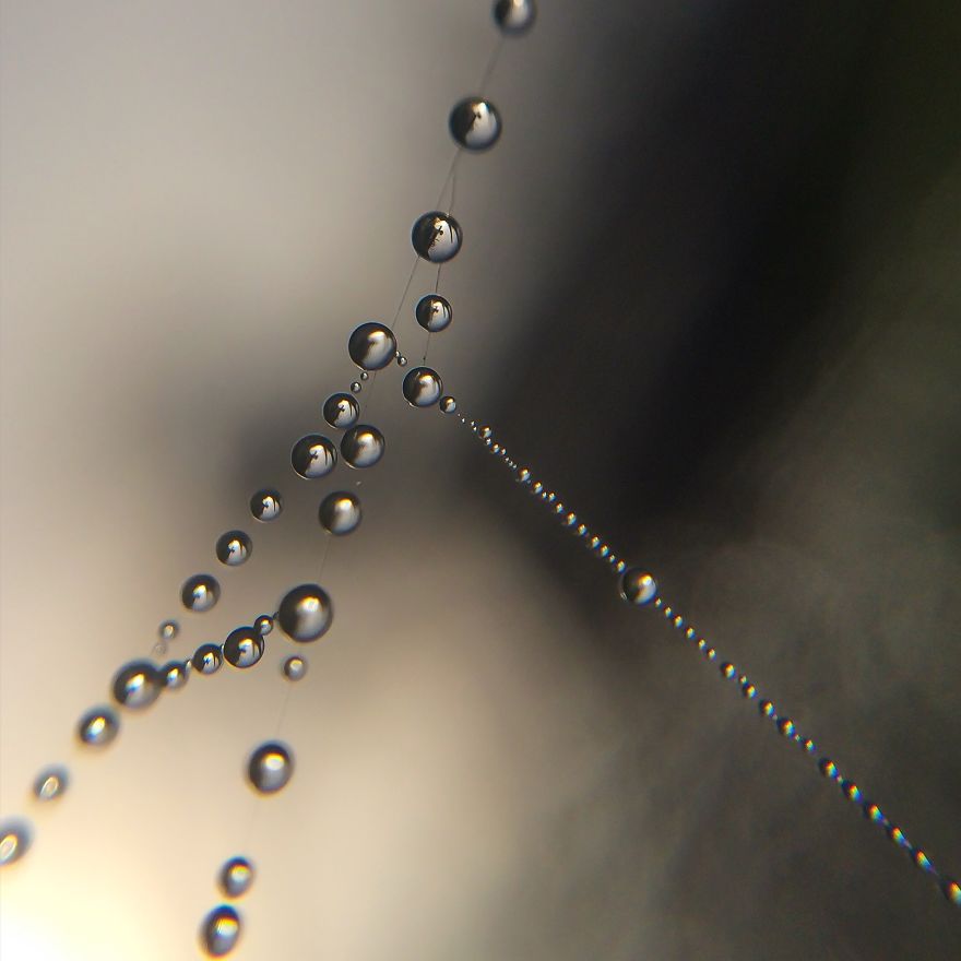 I Photograph Dewdrops That Look Like Miniature Multiverses
