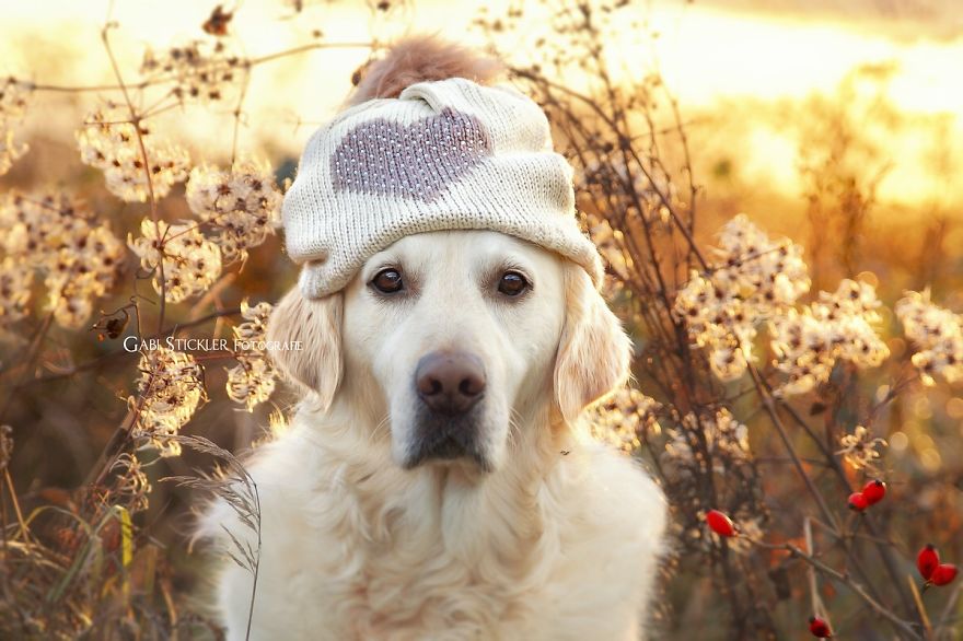 I Photograph My Dog Mali Enjoying Christmas Time I Photograph My Dog Mali Enjoying Christmas Time