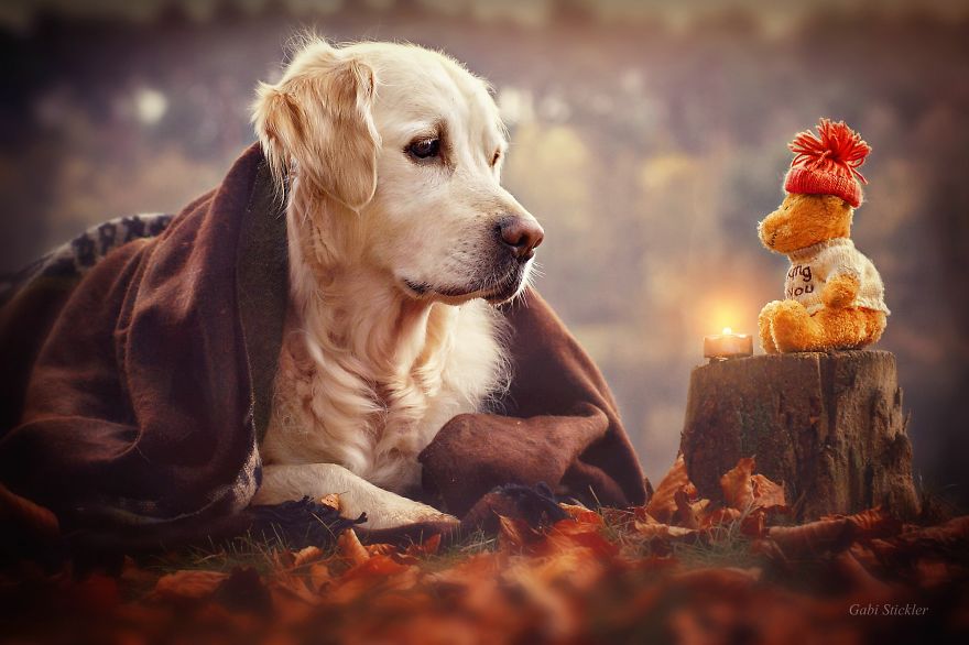 I Photograph My Dog Mali Enjoying Christmas Time I Photograph My Dog Mali Enjoying Christmas Time