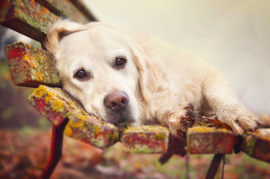 I Photograph My Dog Mali Enjoying Christmas Time