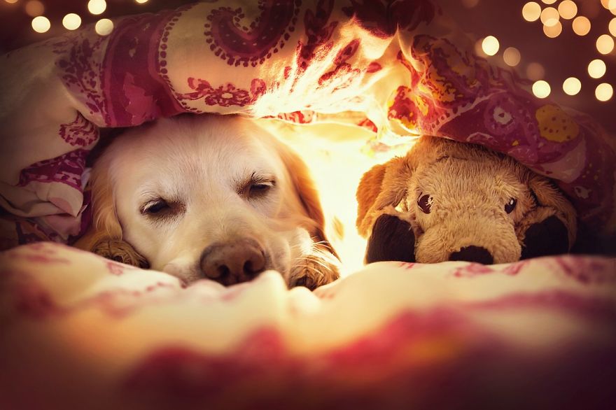 I Photograph My Dog Mali Enjoying Christmas Time I Photograph My Dog Mali Enjoying Christmas Time