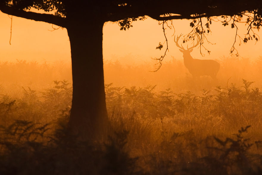 I Capture The Magnificent Deer Living In Richmond Park In The Middle Of London