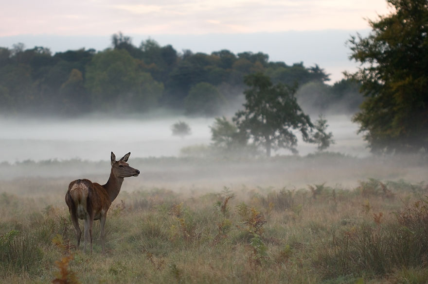 I Capture The Magnificent Deer Living In Richmond Park In The Middle Of London