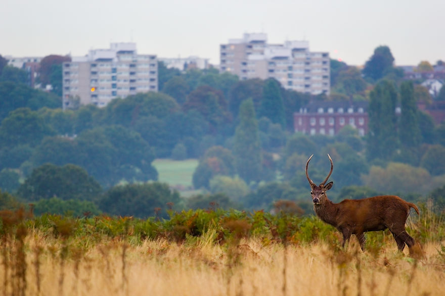 I Capture The Magnificent Deer Living In Richmond Park In The Middle Of London I Capture The Magnificent Deer Living In Richmond Park In The Middle Of London