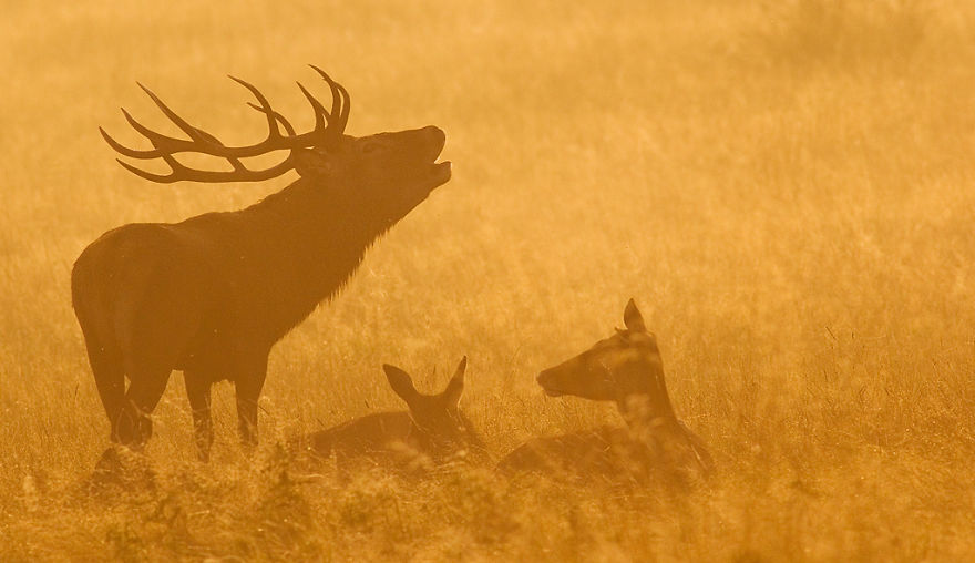 I Capture The Magnificent Deer Living In Richmond Park In The Middle Of London