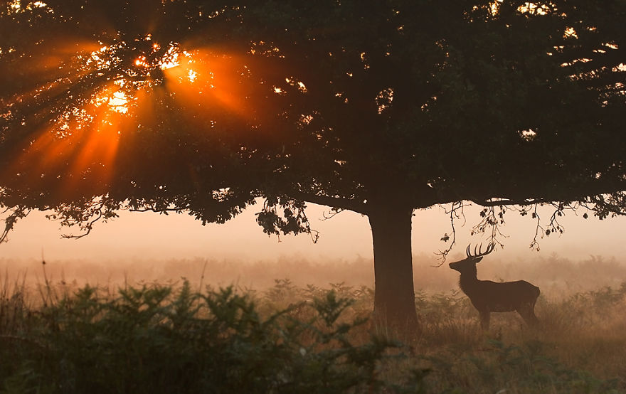 I Capture The Magnificent Deer Living In Richmond Park In The Middle Of London I Capture The Magnificent Deer Living In Richmond Park In The Middle Of London