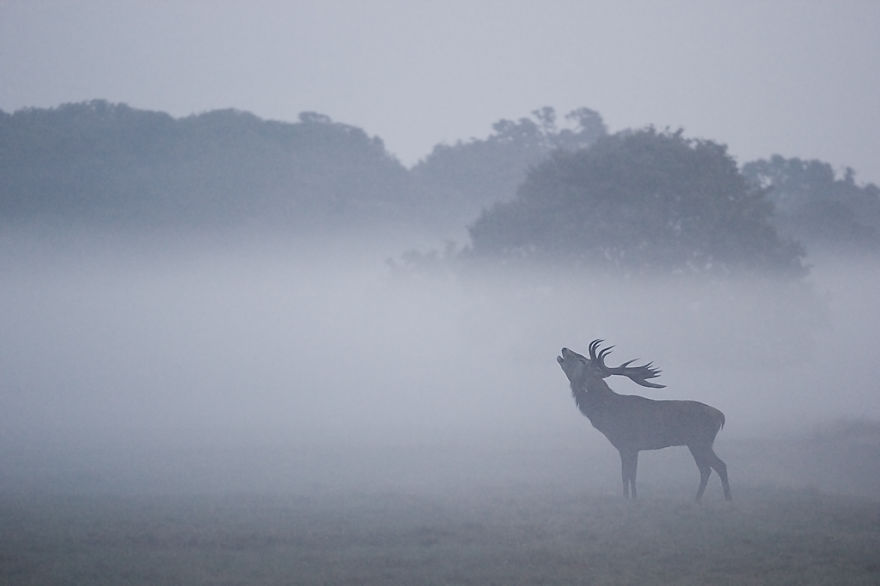 I Capture The Magnificent Deer Living In Richmond Park In The Middle Of London I Capture The Magnificent Deer Living In Richmond Park In The Middle Of London