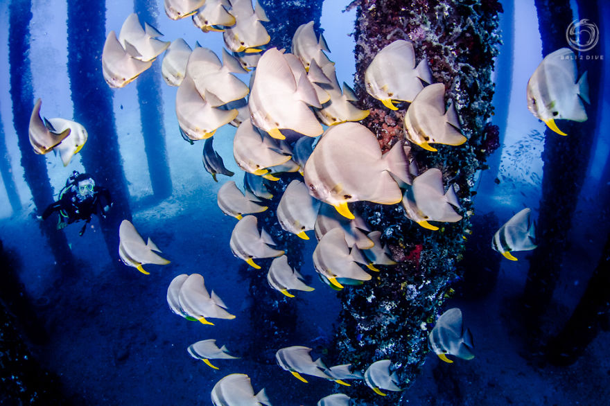 I Photographed An Underwater Forest In Bali