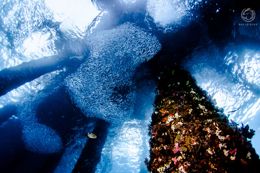 I Photographed An Underwater Forest In Bali