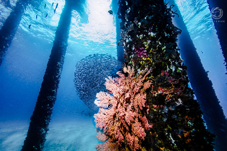I Photographed An Underwater Forest In Bali