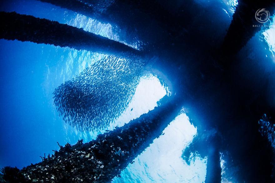 I Photographed An Underwater Forest In Bali