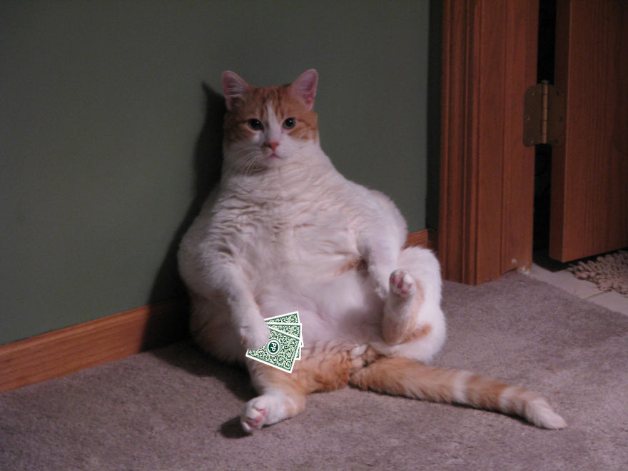 I Played Poker With My Pets And Lost