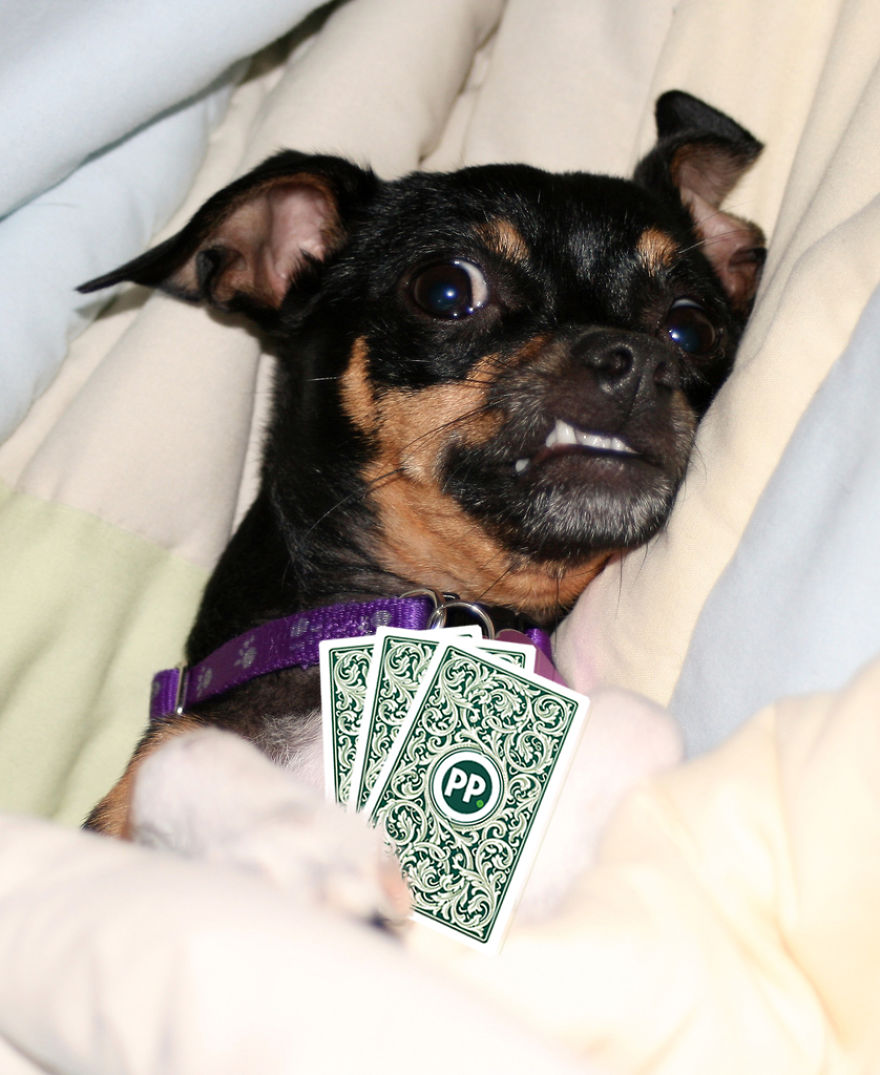 I Played Poker With My Pets And Lost