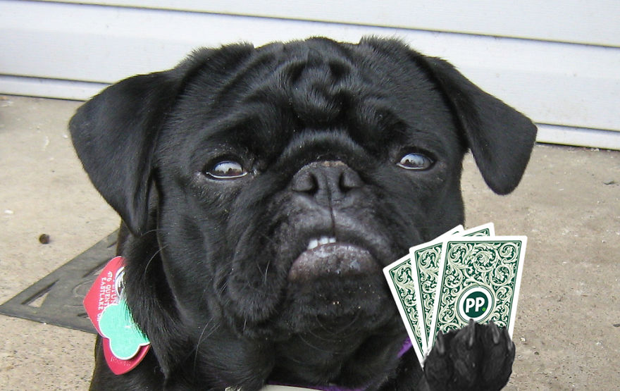 I Played Poker With My Pets And Lost