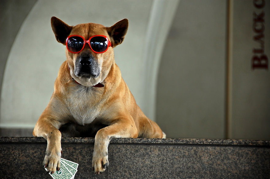 I Played Poker With My Pets And Lost