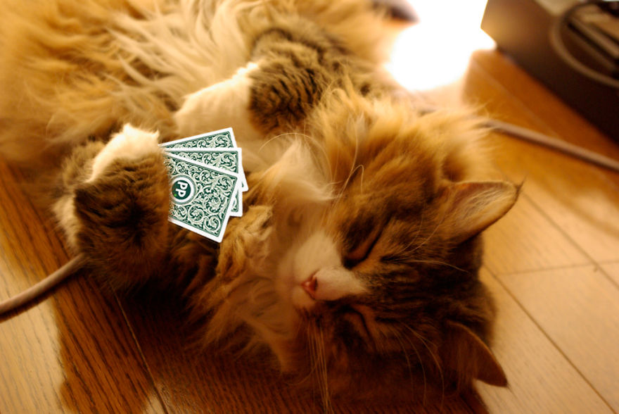 I Played Poker With My Pets And Lost