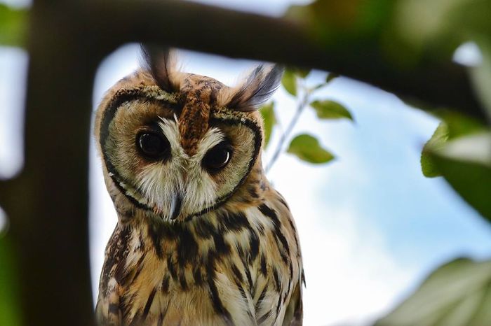 I Rescued A Mexican Striped Owl Named Loki And She Imprinted To Me I Rescued A Mexican Striped Owl Named Loki And She Imprinted To Me