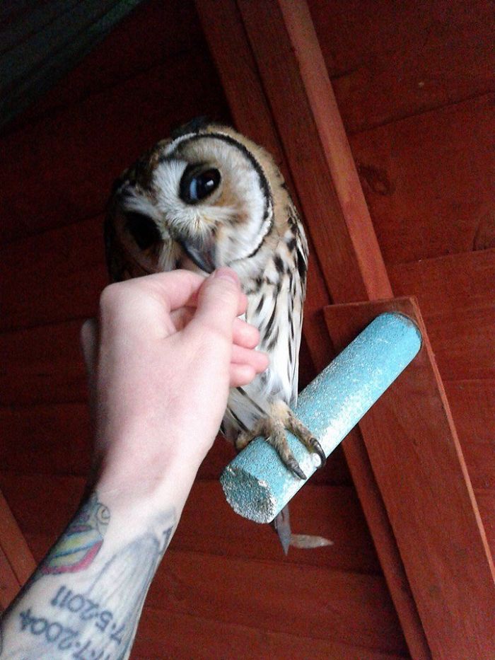 I Rescued A Mexican Striped Owl Named Loki And She Imprinted To Me I Rescued A Mexican Striped Owl Named Loki And She Imprinted To Me