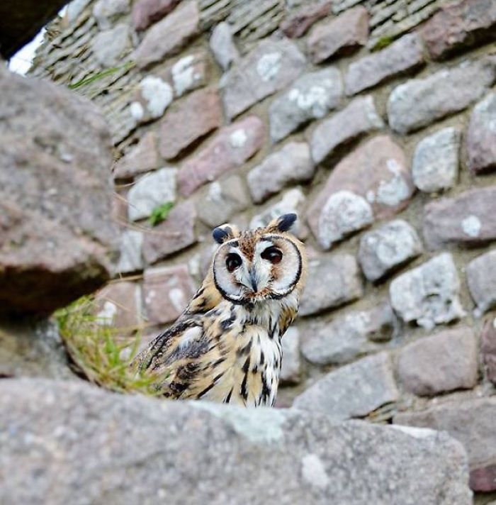 I Rescued A Mexican Striped Owl Named Loki And She Imprinted To Me I Rescued A Mexican Striped Owl Named Loki And She Imprinted To Me