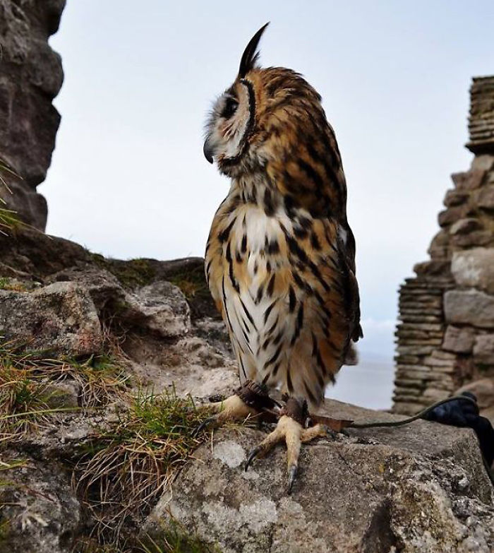 I Rescued A Mexican Striped Owl Named Loki And She Imprinted To Me