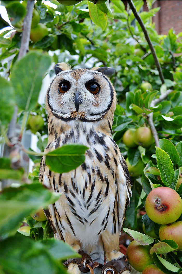 I Rescued A Mexican Striped Owl Named Loki And She Imprinted To Me I Rescued A Mexican Striped Owl Named Loki And She Imprinted To Me