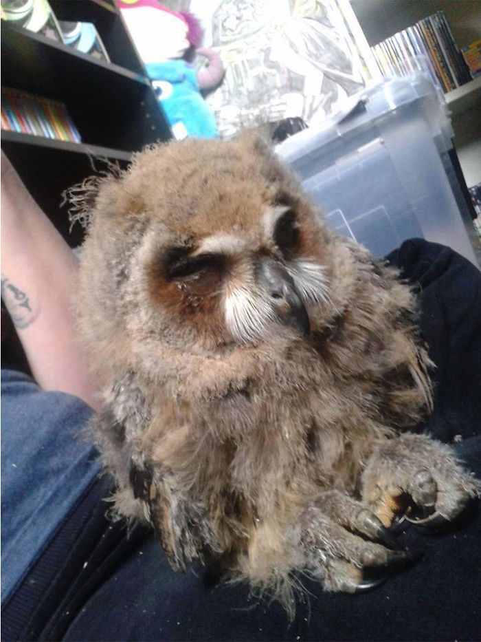 I Rescued A Mexican Striped Owl Named Loki And She Imprinted To Me I Rescued A Mexican Striped Owl Named Loki And She Imprinted To Me