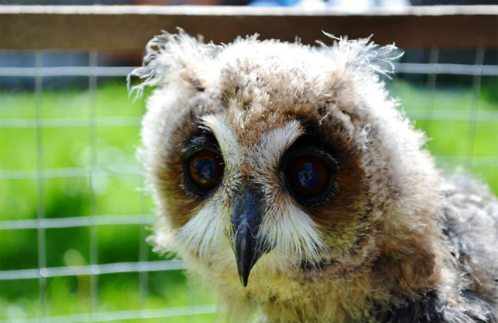 I Rescued A Mexican Striped Owl Named Loki And She Imprinted To Me I Rescued A Mexican Striped Owl Named Loki And She Imprinted To Me