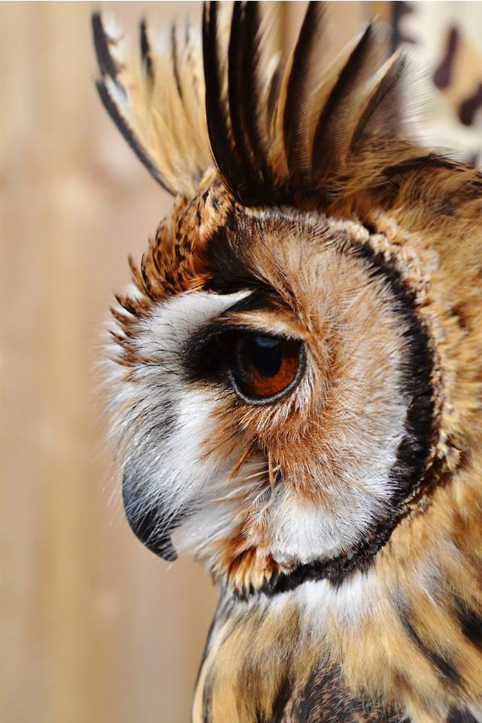 I Rescued A Mexican Striped Owl Named Loki And She Imprinted To Me
