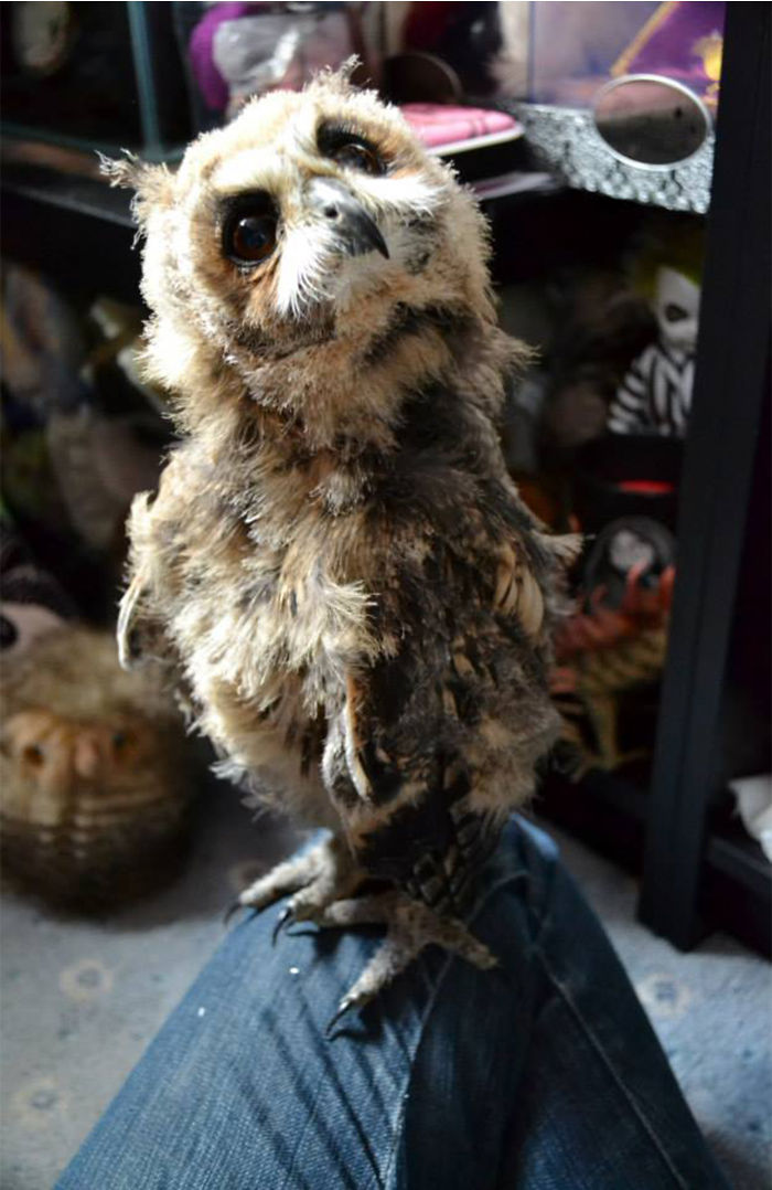 i-rescued-a-mexican-striped-owl-named-loki-and-she-imprinted-to-me-8__700 i-rescued-a-mexican-striped-owl-named-loki-and-she-imprinted-to-me-8__700