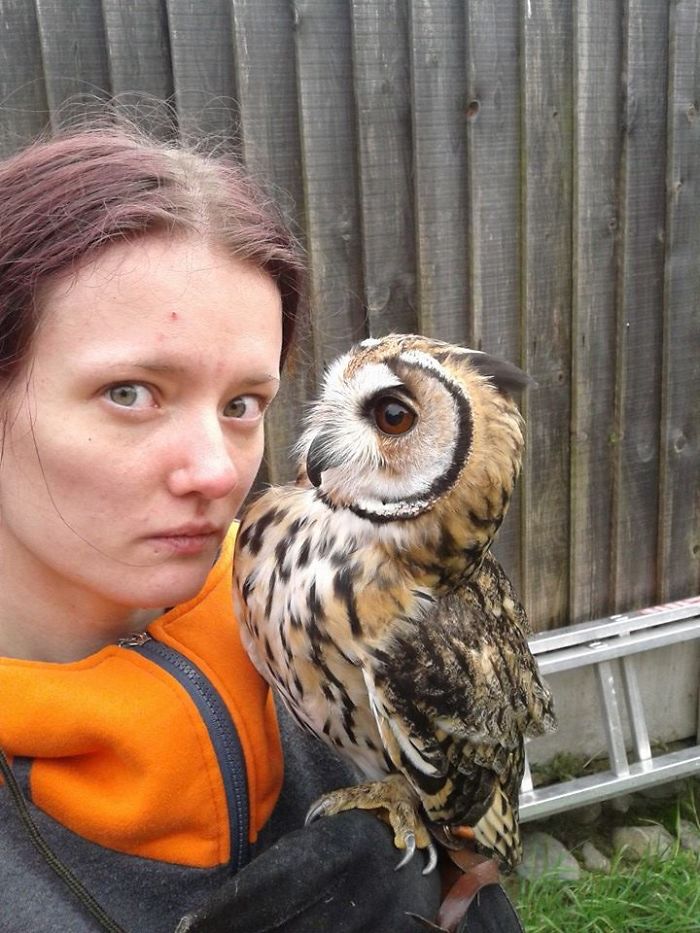 I Rescued A Mexican Striped Owl Named Loki And She Imprinted To Me